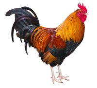 The Gallic Rooster - France in the United States / Embassy of France in  Washington, .